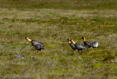 Schwarzzügelibis (9 von 15).jpg